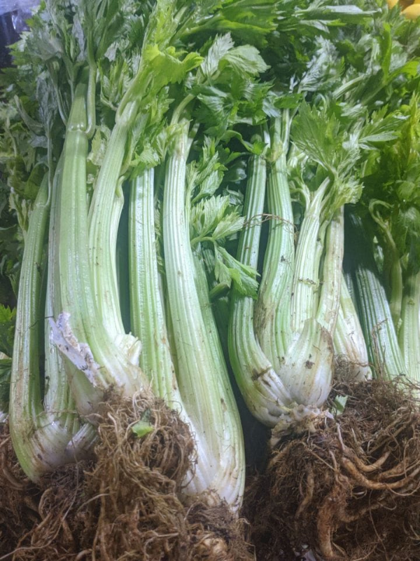 Celery