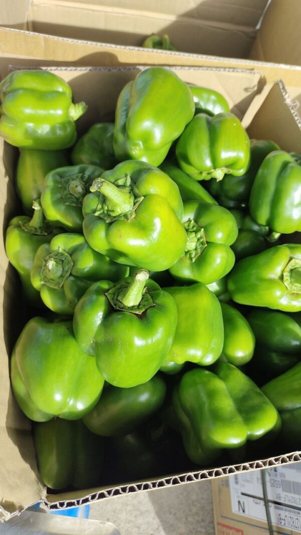 Bell Pepper Green 2