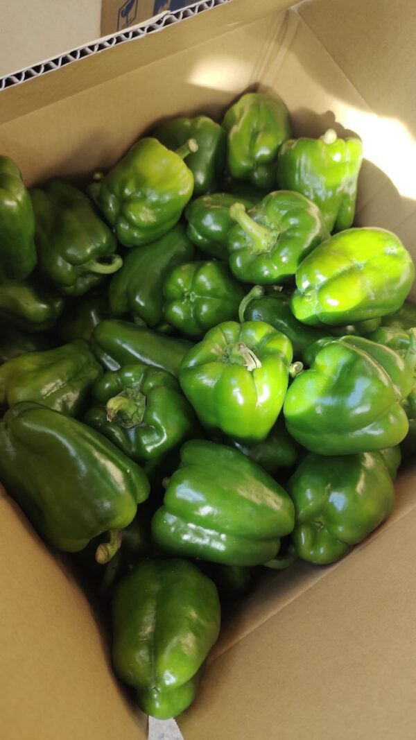 Bell Pepper Green 3