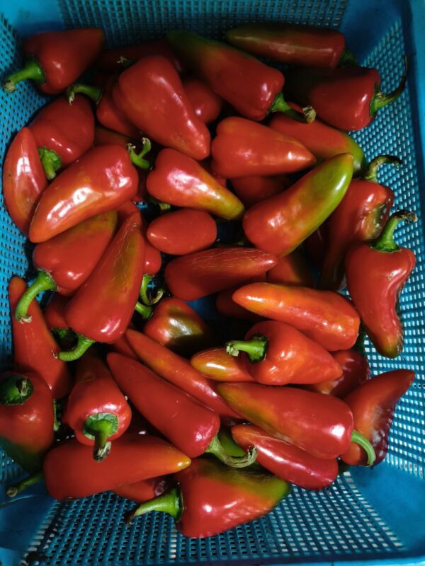 Bell Pepper Red 2