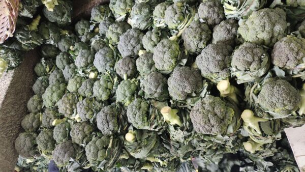 Brocolli Untrimmed 2