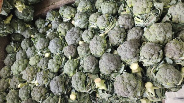 Brocolli Untrimmed 3