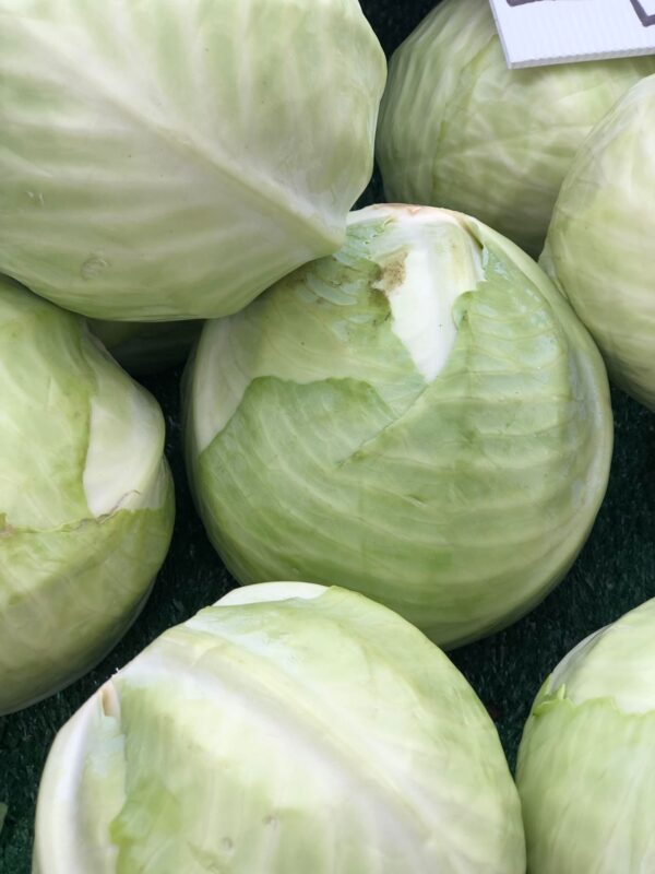 Cabbage