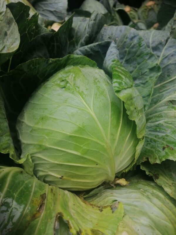 Cabbage 3