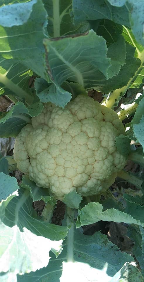 Cauliflower