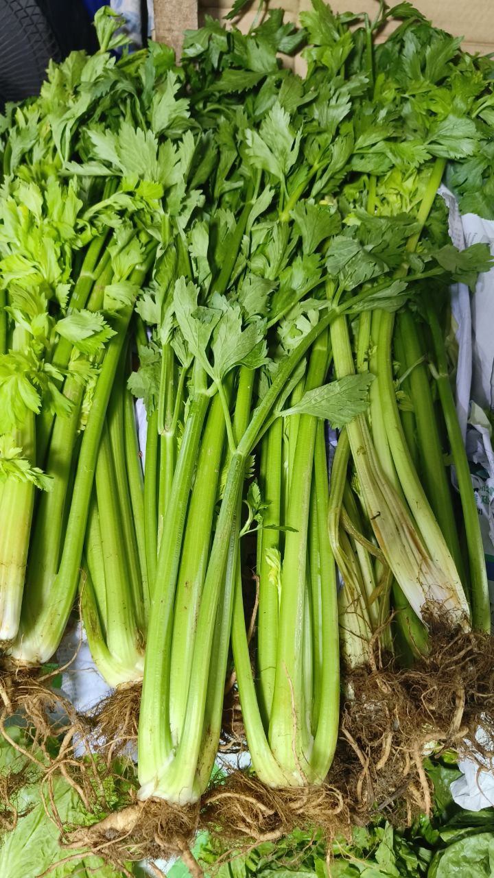 Celery