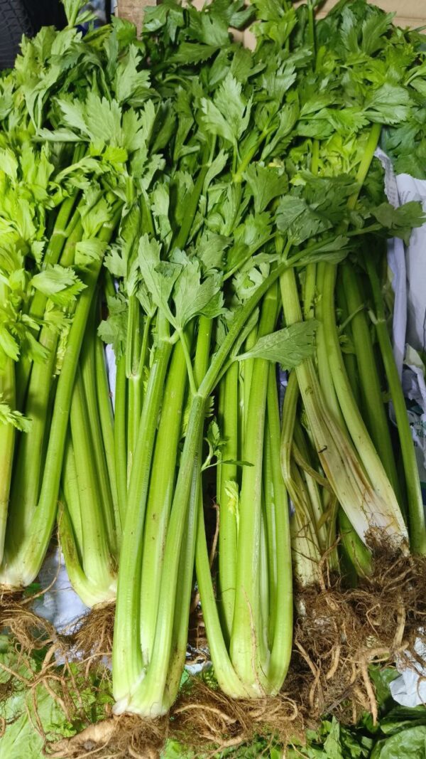 Celery 3