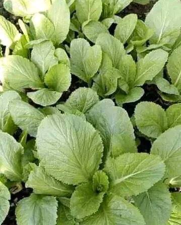 Kai Lan Leaves (per kilo)