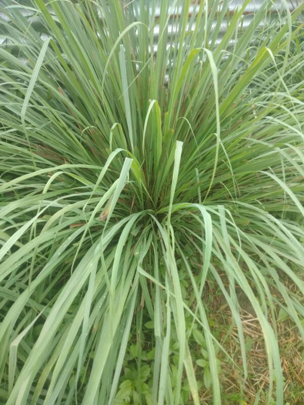 Lemon Grass