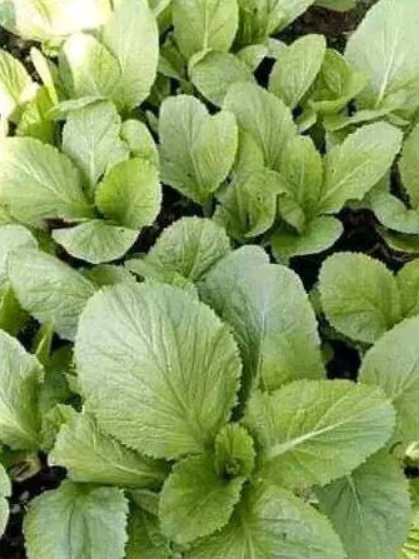 Kai Lan Leaves (per kilo)