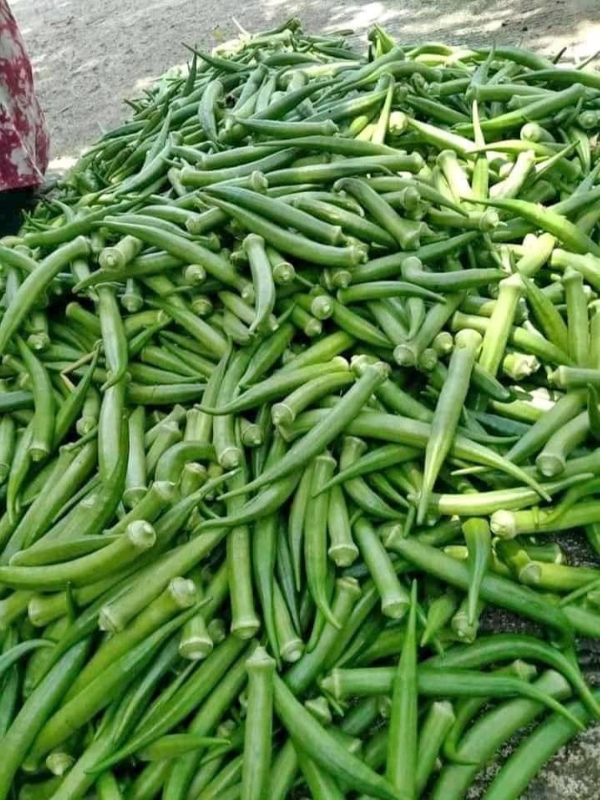 Okra
