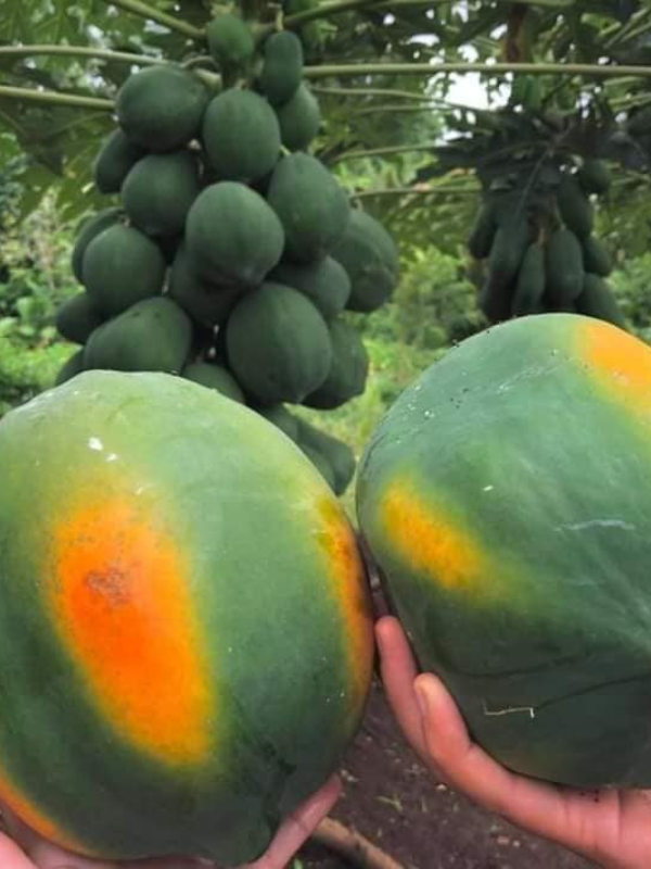 Papaya
