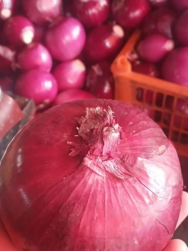 Onion